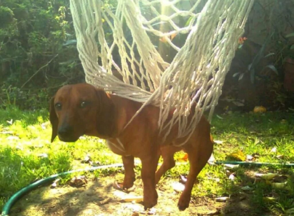 cane ha bisogno di una mano