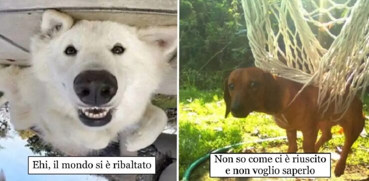 cani che devono farsi notare