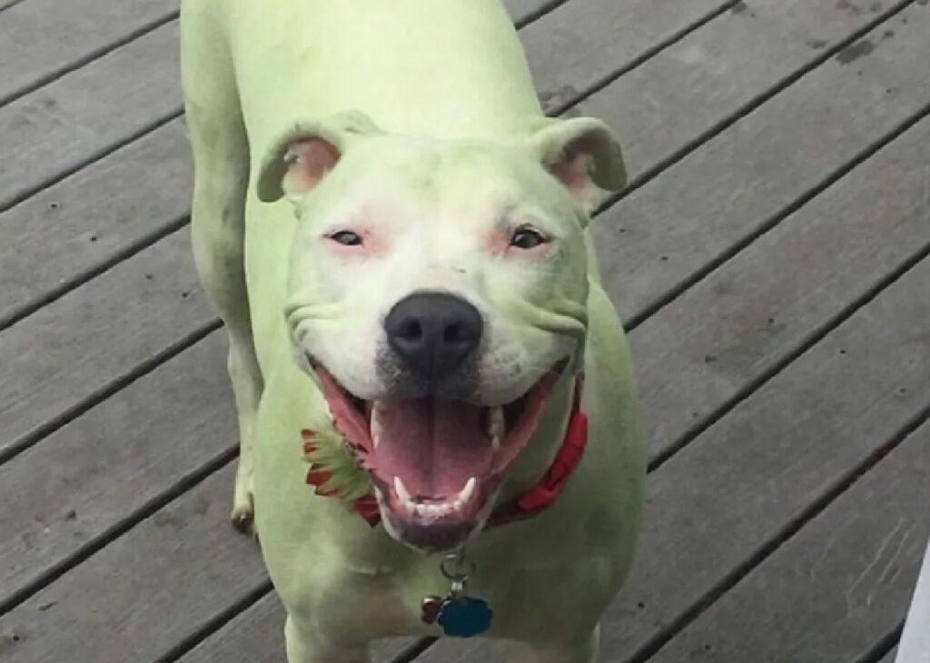 cane pelo verde e bianco