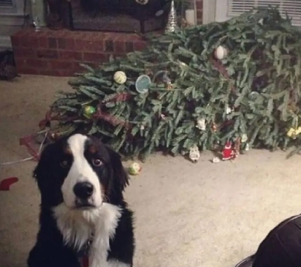 cane getta per terra albero