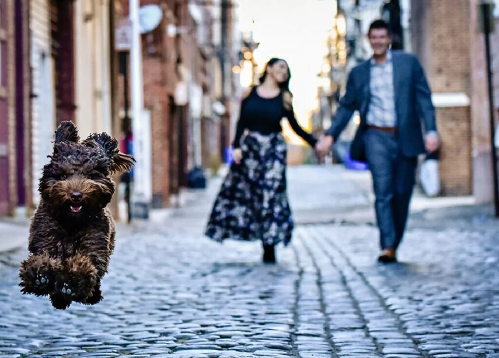 cane corre lungo la strada