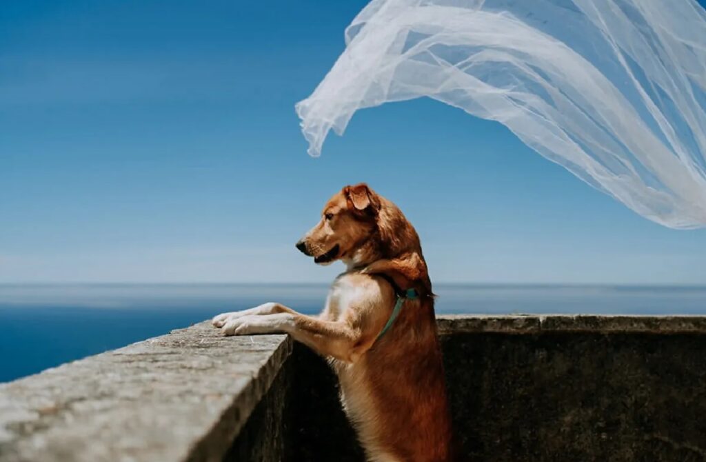 cane con velo al cielo