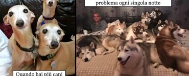 cani che hanno occupato casa