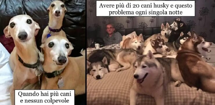 cani che hanno occupato casa