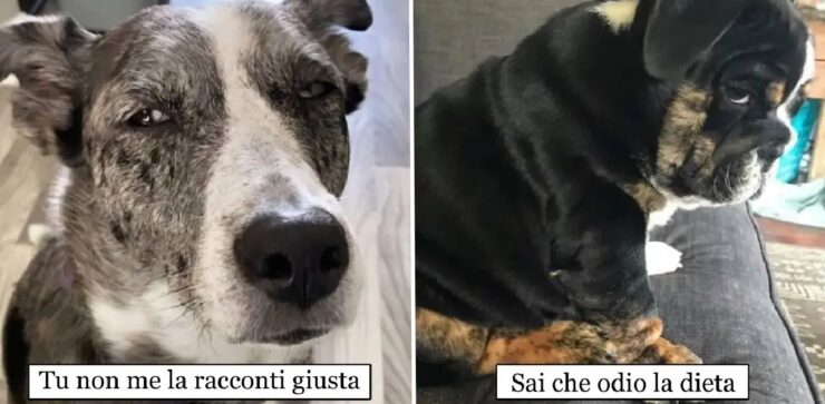 cani che non nascondo sguardo di sfida