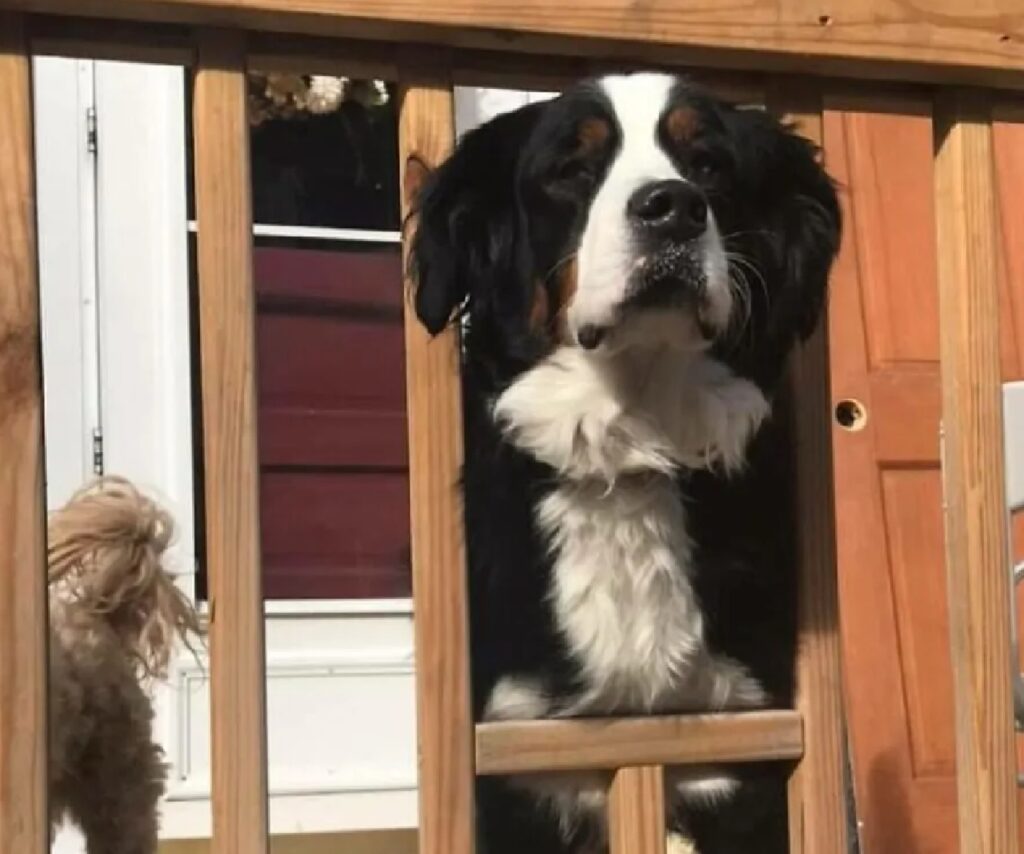 cane infila testa dove può