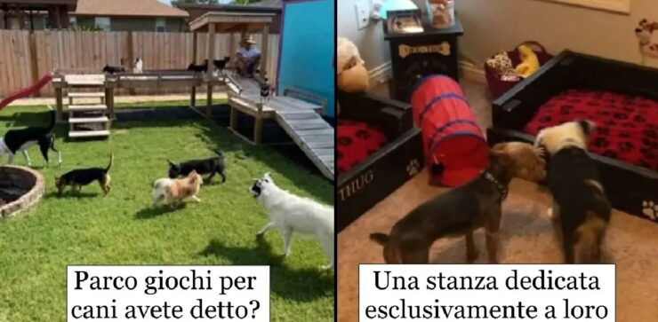 cani che ricevono meravigliosi doni