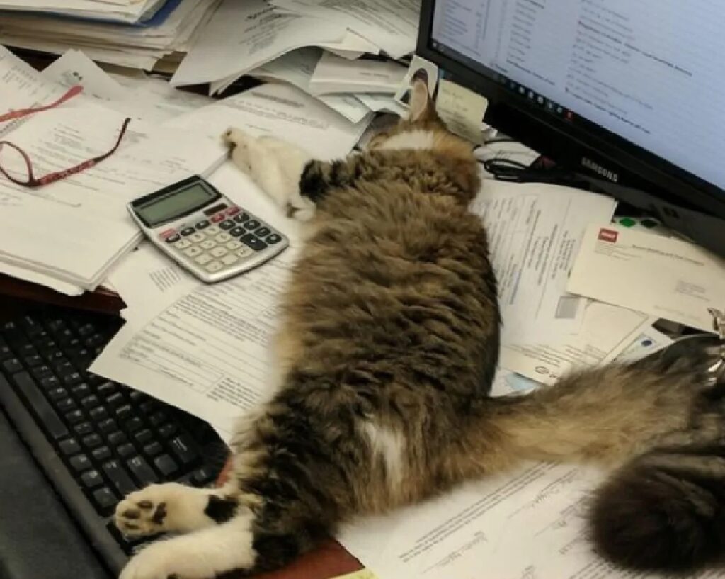 gatto riposa in ufficio