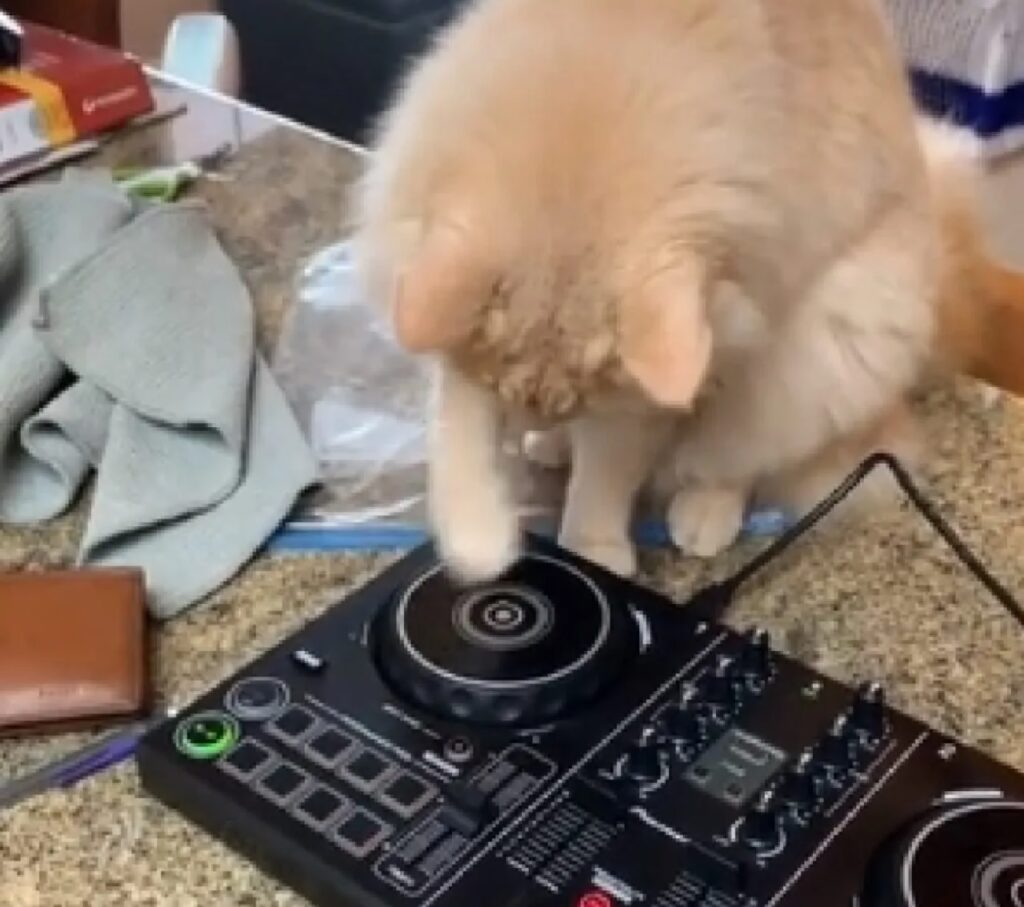 gatto dj acclamato