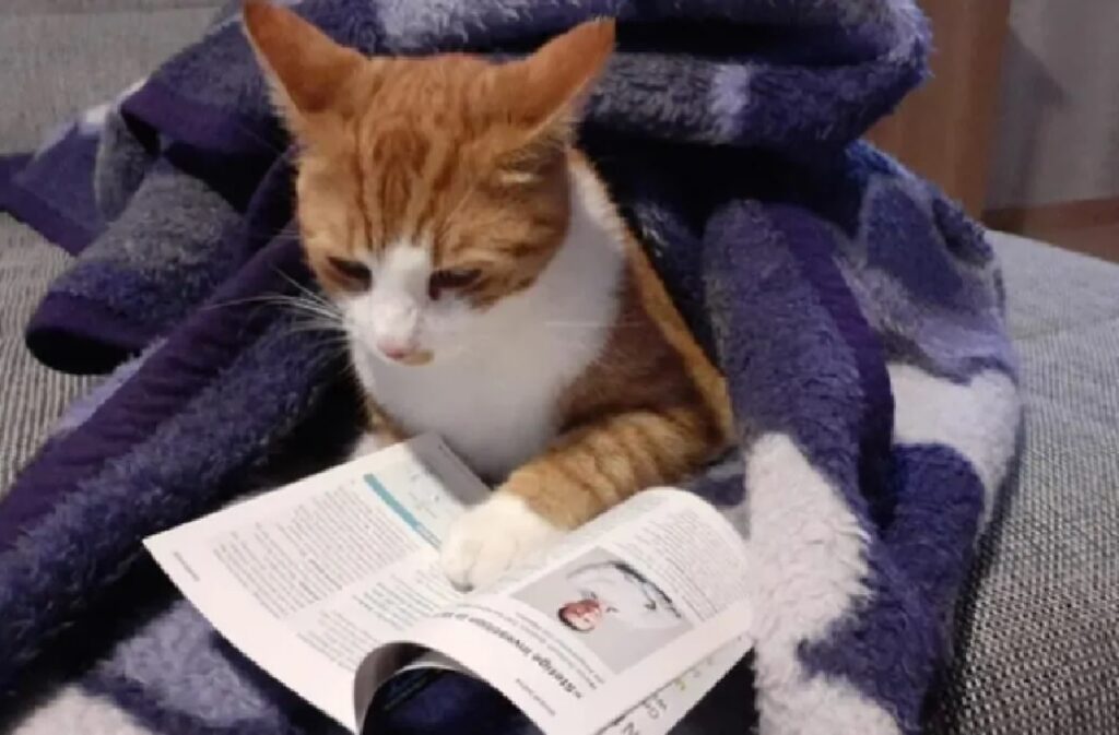 gatto professore di letteratura