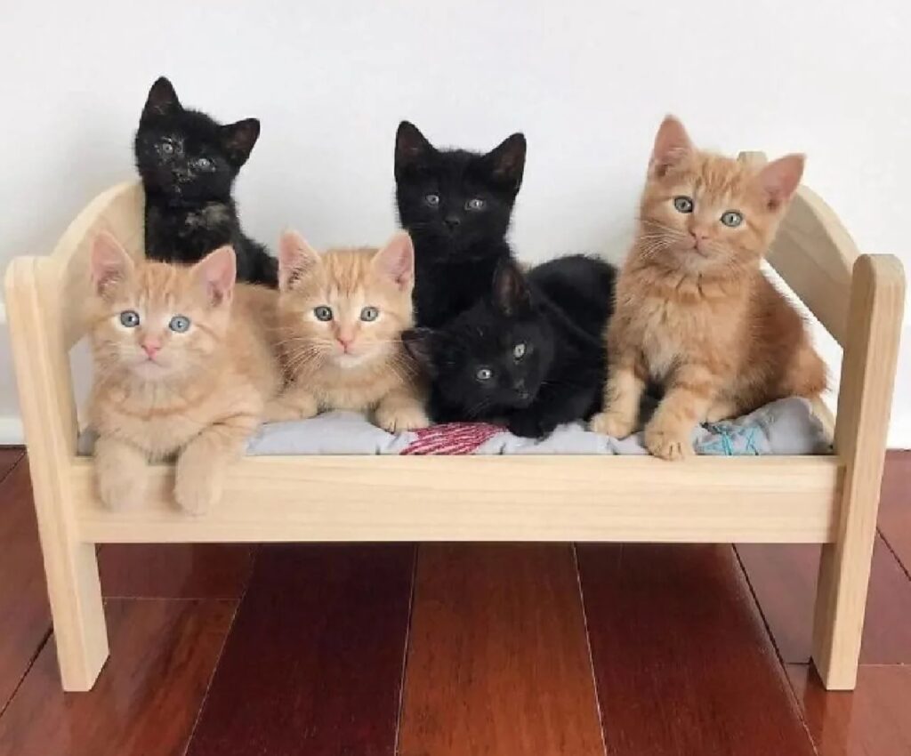 tanti gatti piccoli