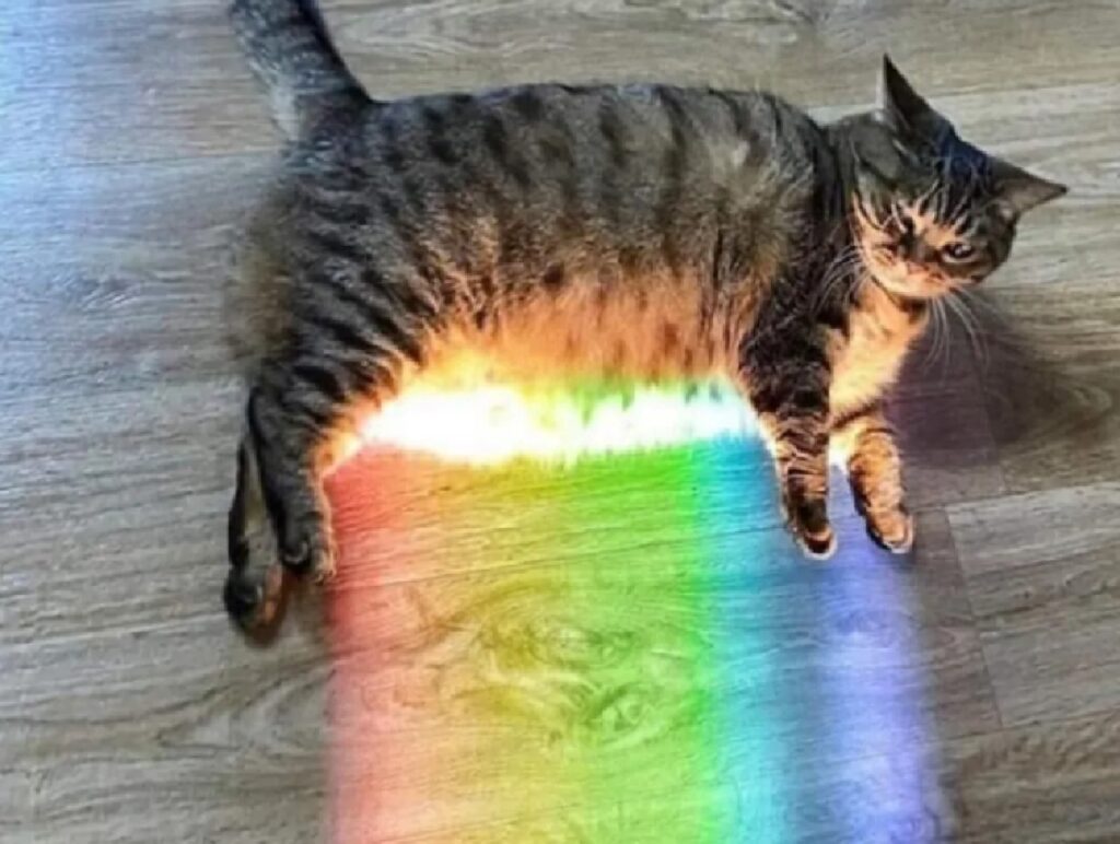 gatto fa uscire luce dalla pancia