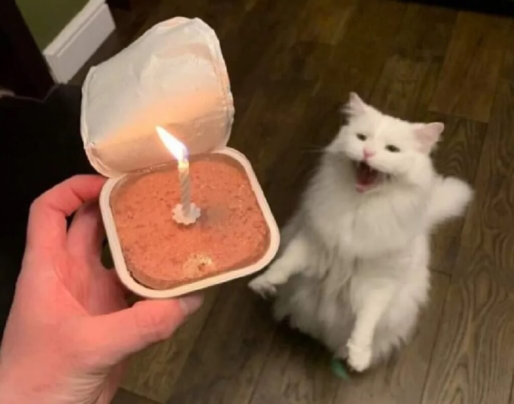 gatto felice per compleanno