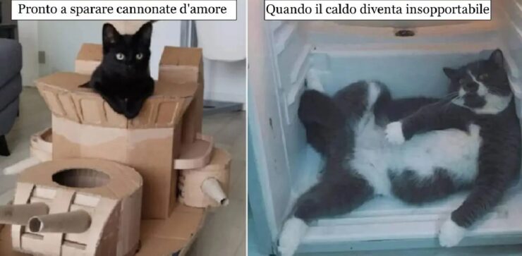 gatti che vi fanno emozionare