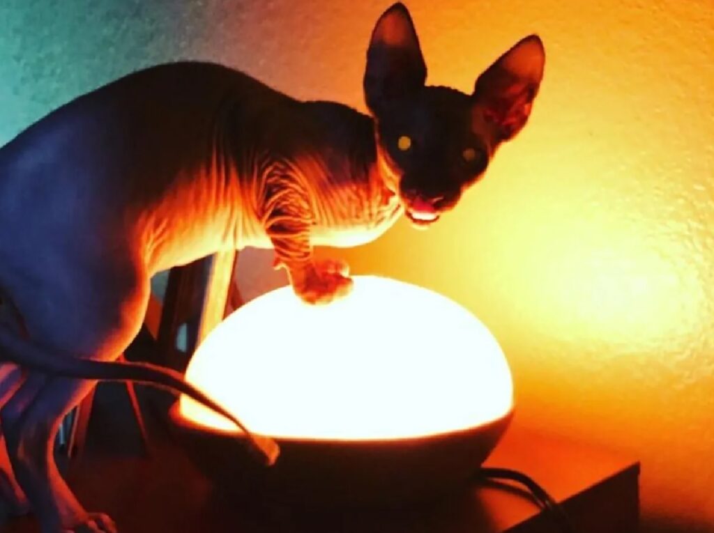 gatto con luce sotto le zampe