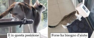 gatti strani che finiscono per impaurire proprietari