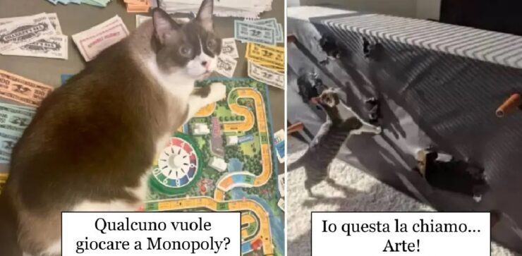 gatti impegnati a conquistare mondo