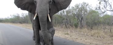 Mamma elefante si prende cura del suo cucciolo