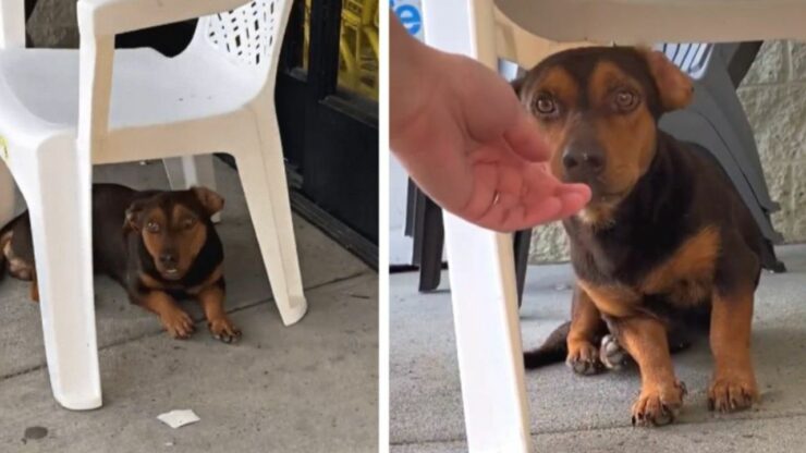 cagnolino abbandonato