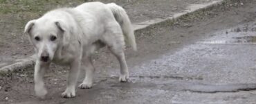 cagnolone salvato dalla strada