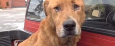 La triste storia di un cane abbandonato dalla sua famiglia