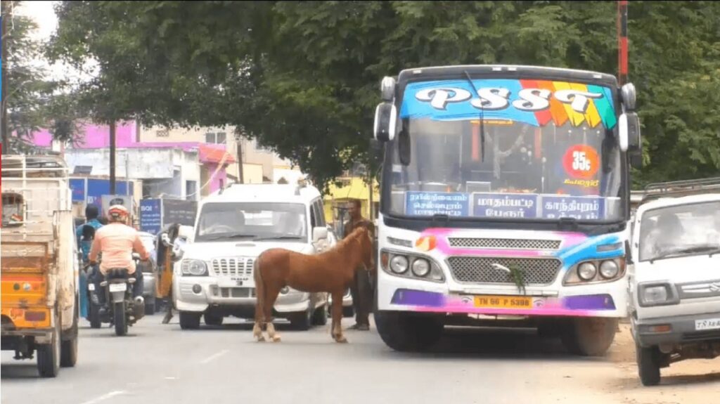 Cavallo scambia un autobus per sua madre