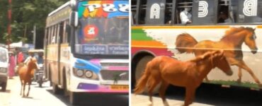 Cavallo scambia un autobus per sua madre