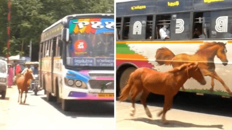 Cavallo scambia un autobus per sua madre