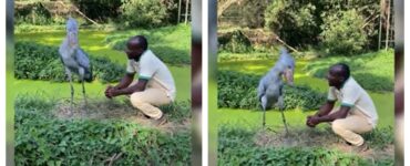 cicogna africana e guardiano