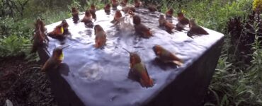 Colibrì fanno il bagno nella fontana