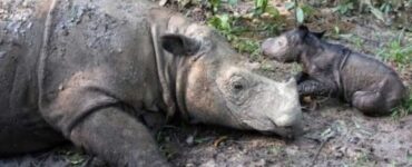 Nato cucciolo di rinoceronte di Sumatra