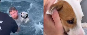 cane alla deriva nell'oceano