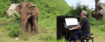 pianista suona per un elefante