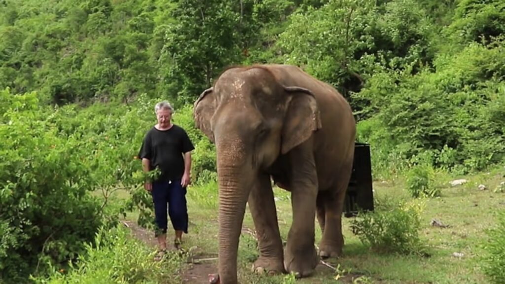 pianista suona per un elefante