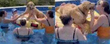 cane ad una festa in piscina