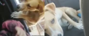 cane entra in auto dal finestrino e viene adottato