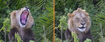 il fotografo e il leone