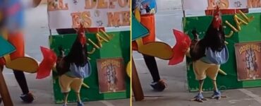 gallo domestico, la bambina sorprende la classe