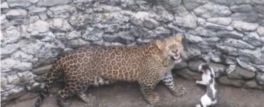 Gatto caduto in un pozzo affronta leopardo