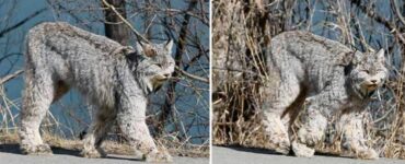 Gatto selvatico passeggia tranquillo al sole