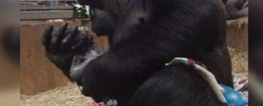 Tenero gorilla partorisce e bacia il suo cucciolo