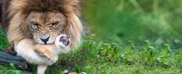 leone si occupa dei suoi cuccioli in assenza della leonessa