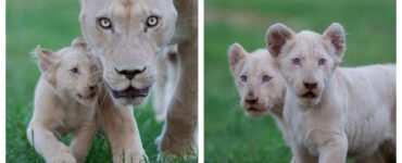 cuccioli di leone bianco rarissimi