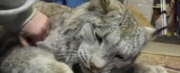 una lince diventa la migliore amica di una veterinaria