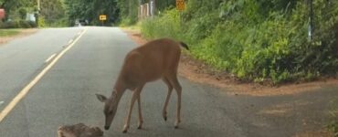 una mamma cerva salva il suo piccolo cerbiatto dalla strada