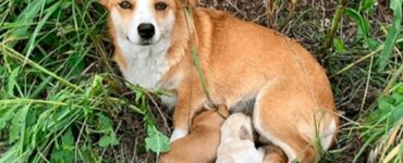 una mamma cagnolina con i suoi cuccioli, aspetta che i padroni ritornino a prenderla