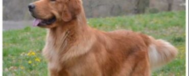 Il parto di un golden retriever