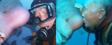 subacqueo giapponese fa visita ad amico pesce da 25 anni