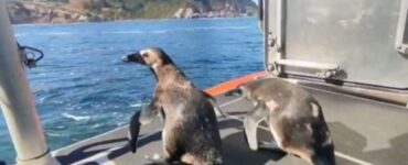 pinguini felici reinseriti nel loro habitat