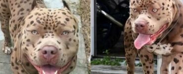 Il pitbull che sembra un ghepardo